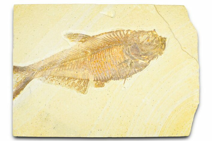 Detailed Fossil Fish (Diplomystus) - Wyoming #379408
